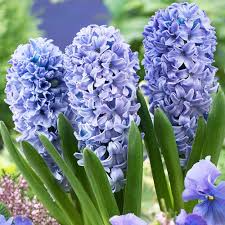 HT Prep. Hyacinth Delft Blue