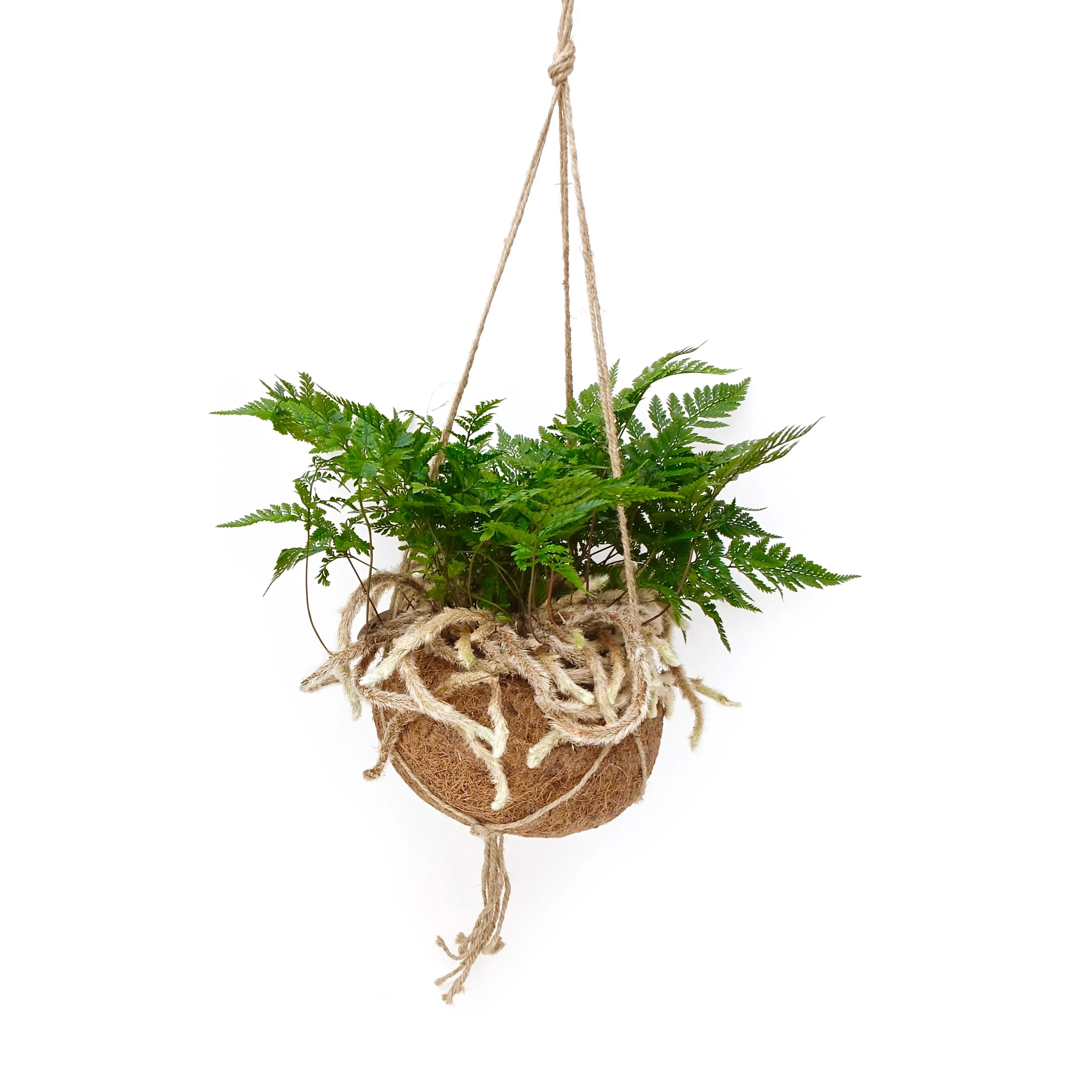 Humata tyermannii kokodama