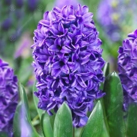 Hyacinth Blue Trophy Outdoor