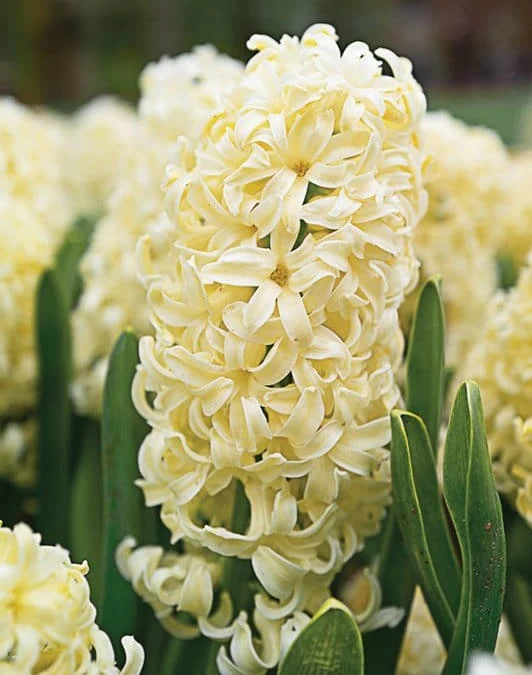 Hyacinth City of Haarlem Loose