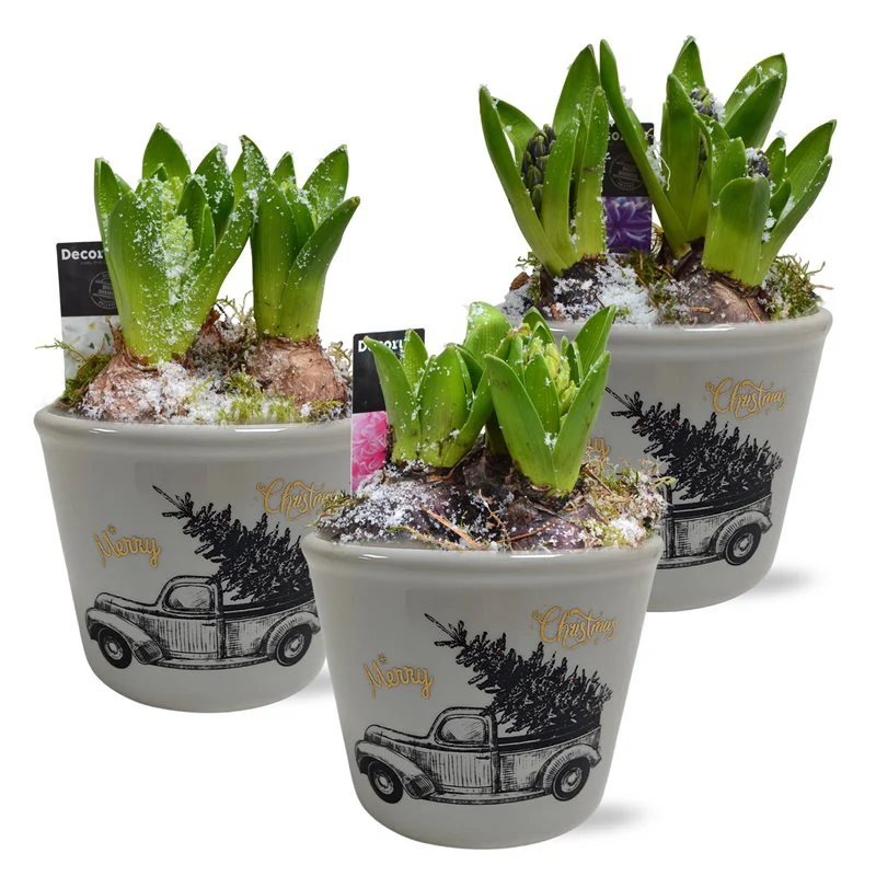 Hyacinthus arrangement 13 cm X-mas ceramic