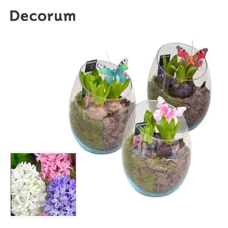 Hyacinthus arrangement 15 cm glass pot