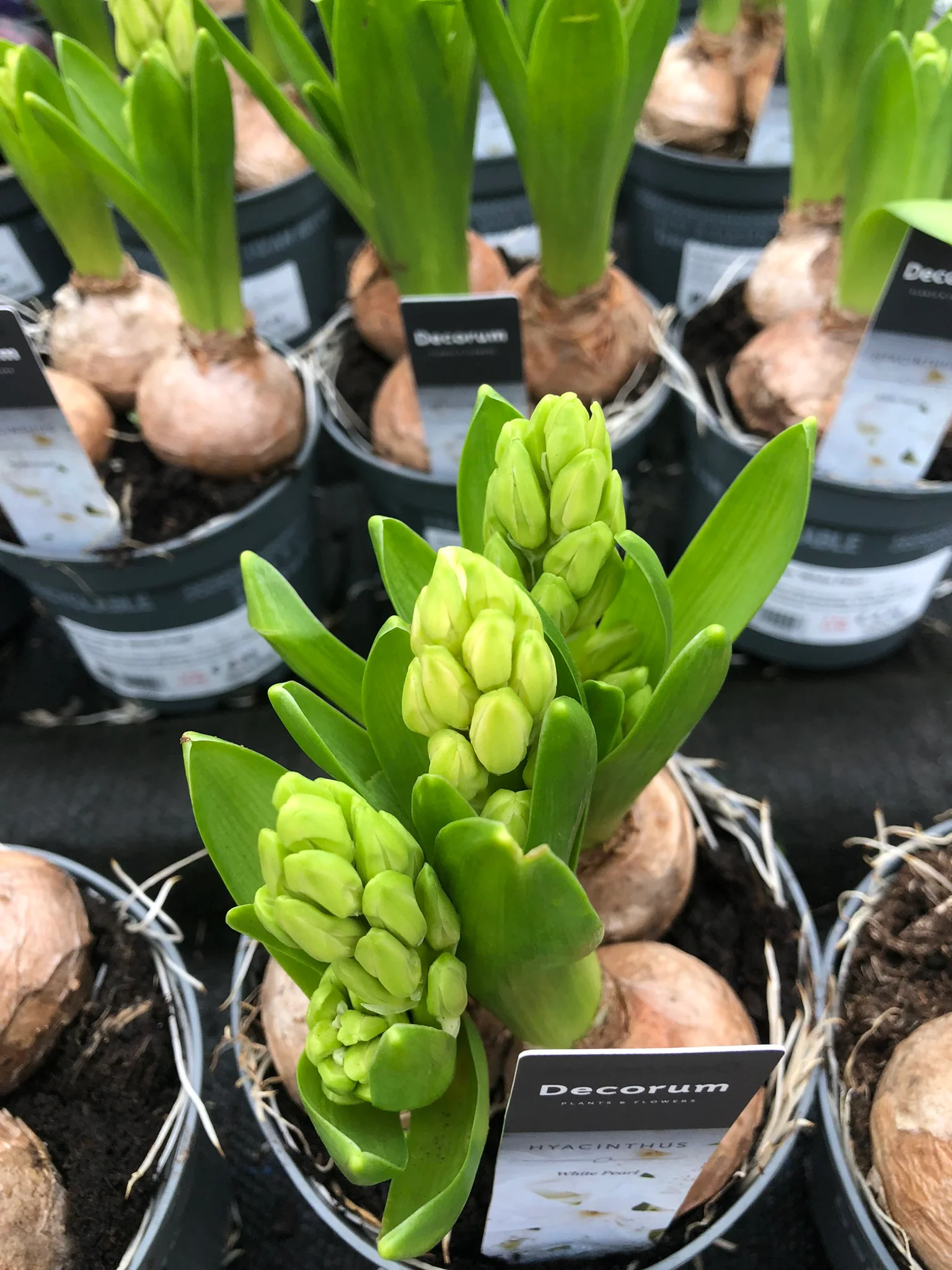 Hyacinthus (DA) White Pearl