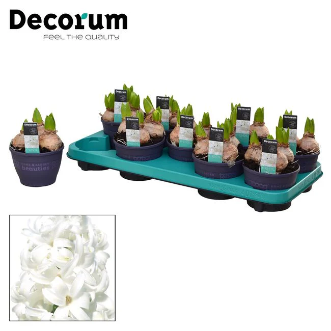 Hyacinthus (DA) White Pearl - Image 2