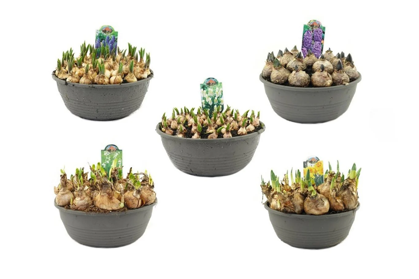 Hyacinthus mix  27 cm bowl