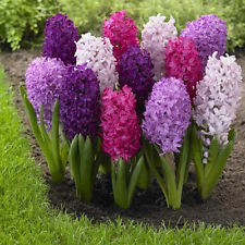 Hyacinthus mix  5 pack