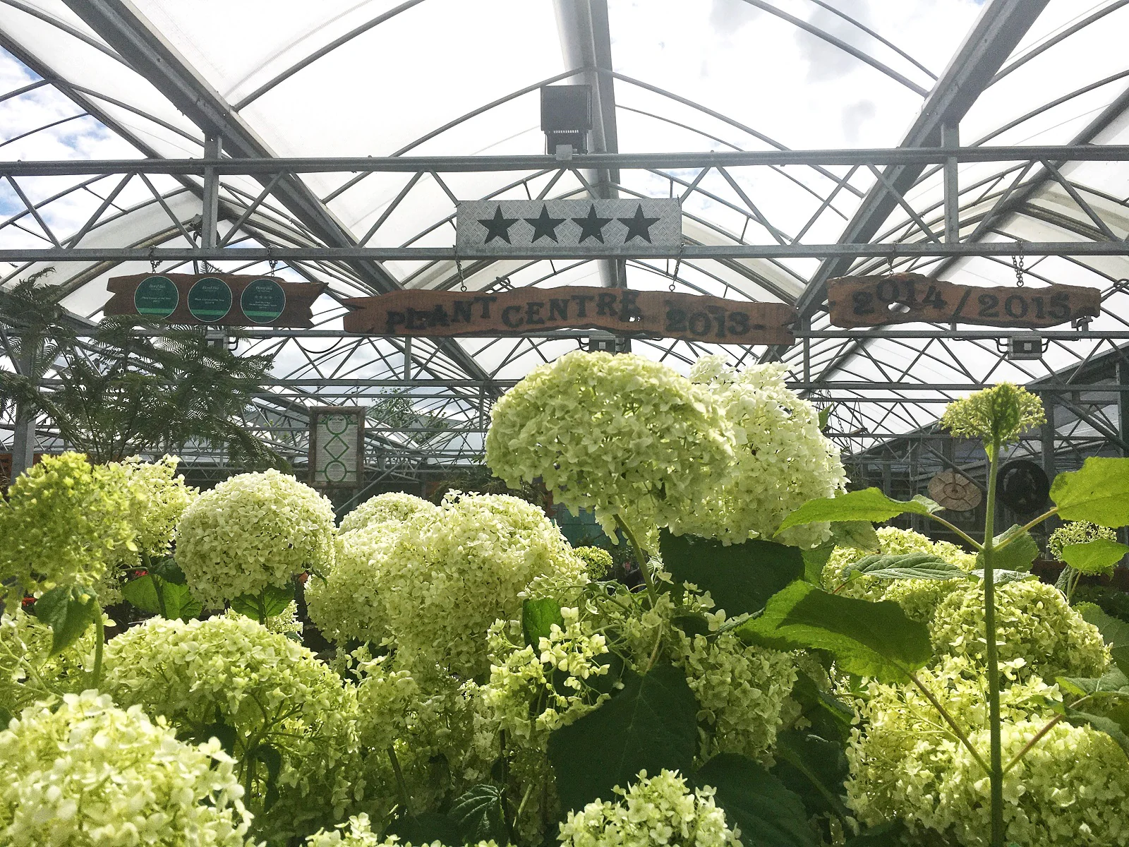 Hydrangea a. Annabelle - Image 2