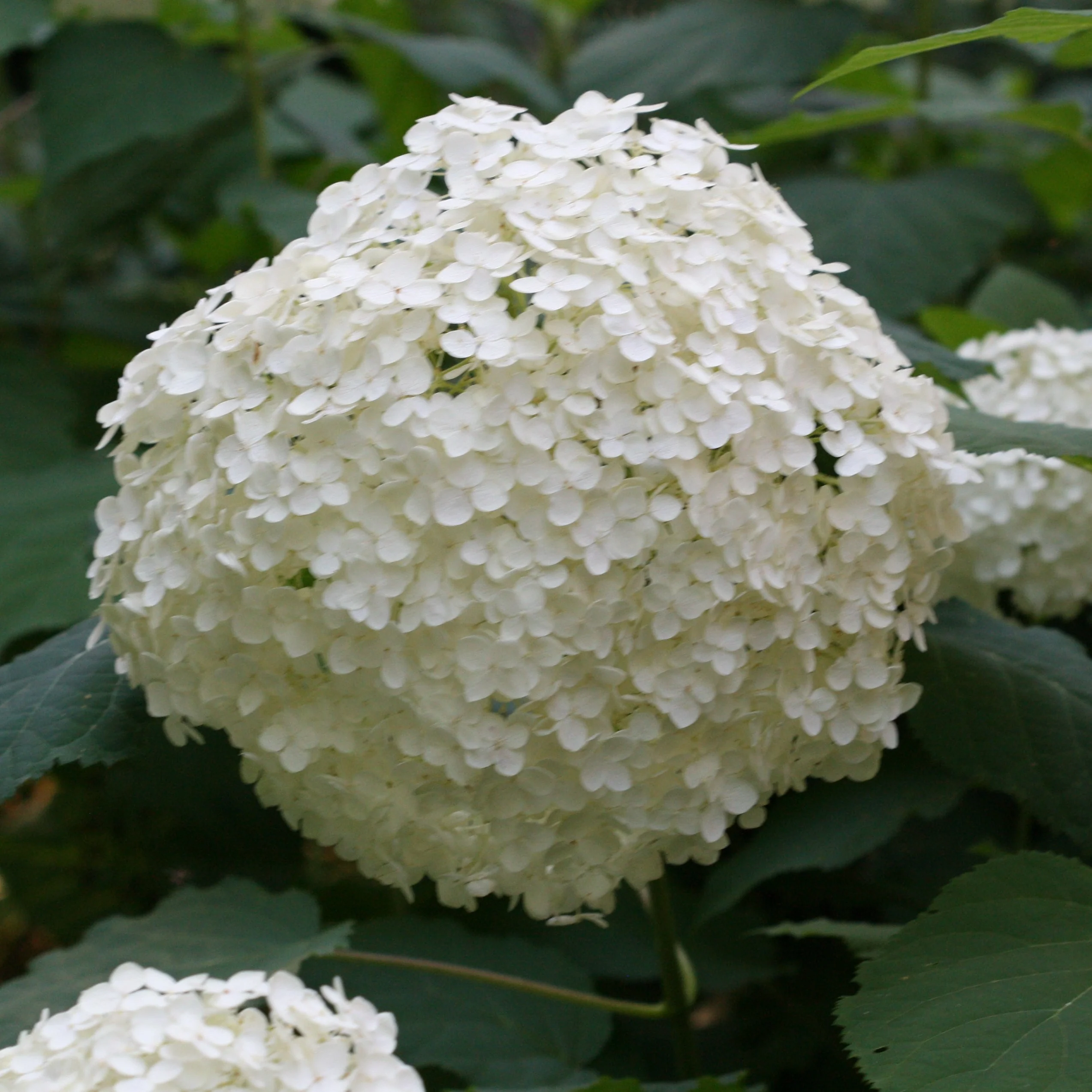 Hydrangea Annabelle - Image 2