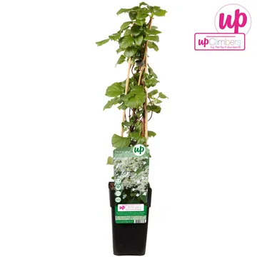 Hydrangea anomala petiolaris  2 Ltr, 4 canes