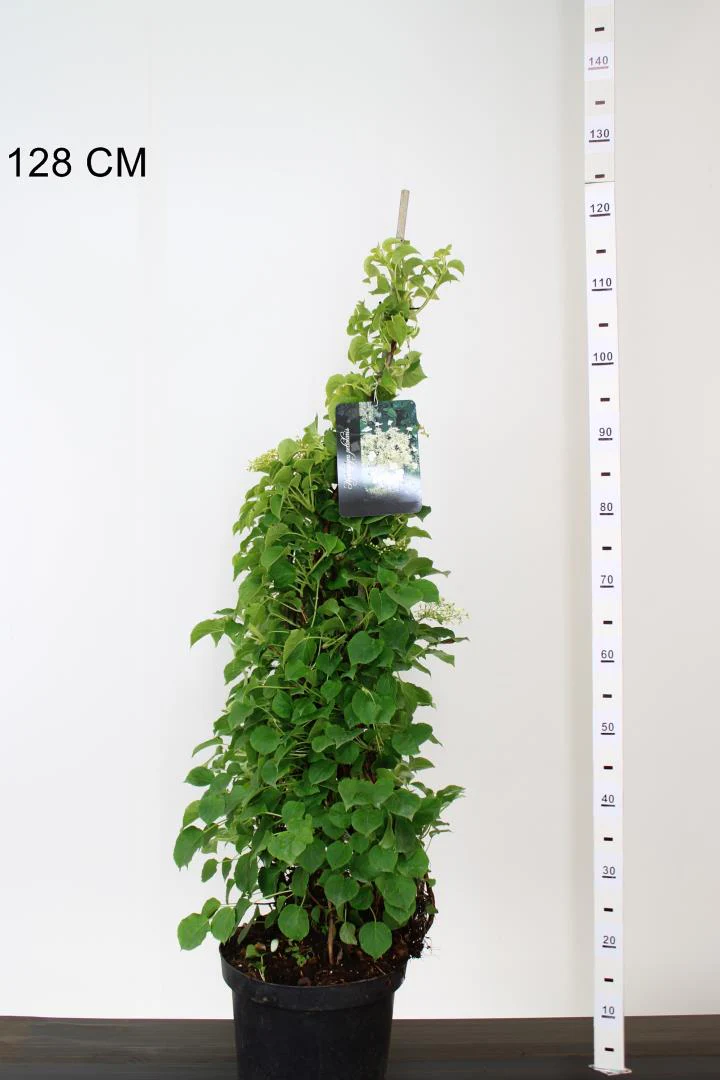 Hydrangea anomala petiolaris