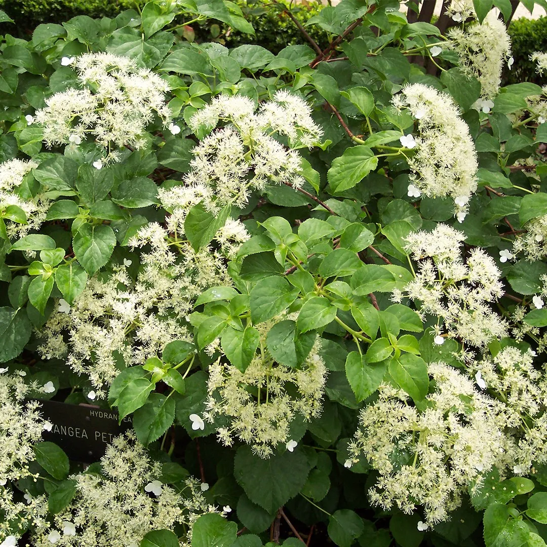 Hydrangea anomala petiolaris