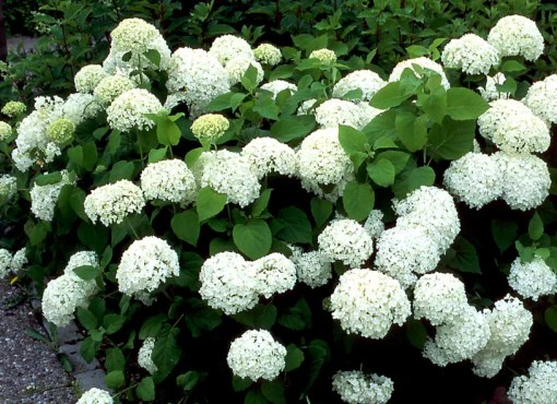 Hydrangea arb. Annabelle - Image 2