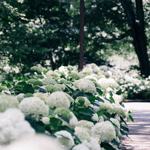 HYDRANGEA ARB. ANNABELLE
