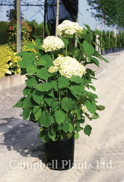 HYDRANGEA arb. Annabelle 5L - Image 2