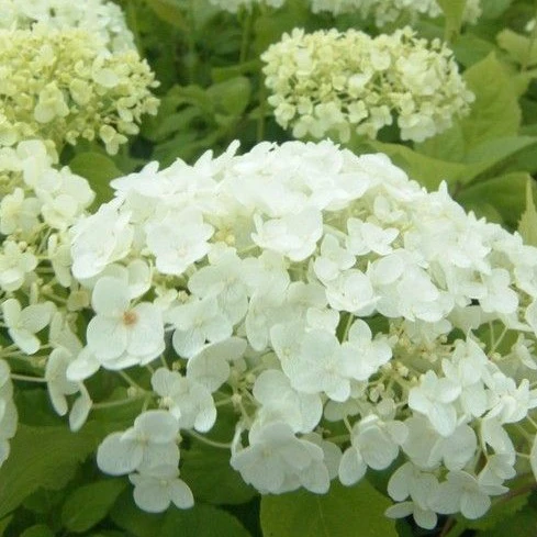 Hydrangea arbo. Strong Annabelle - Image 3