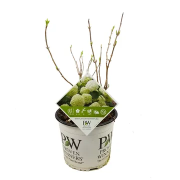 Hydrangea arbo. Strong Annabelle - Image 3