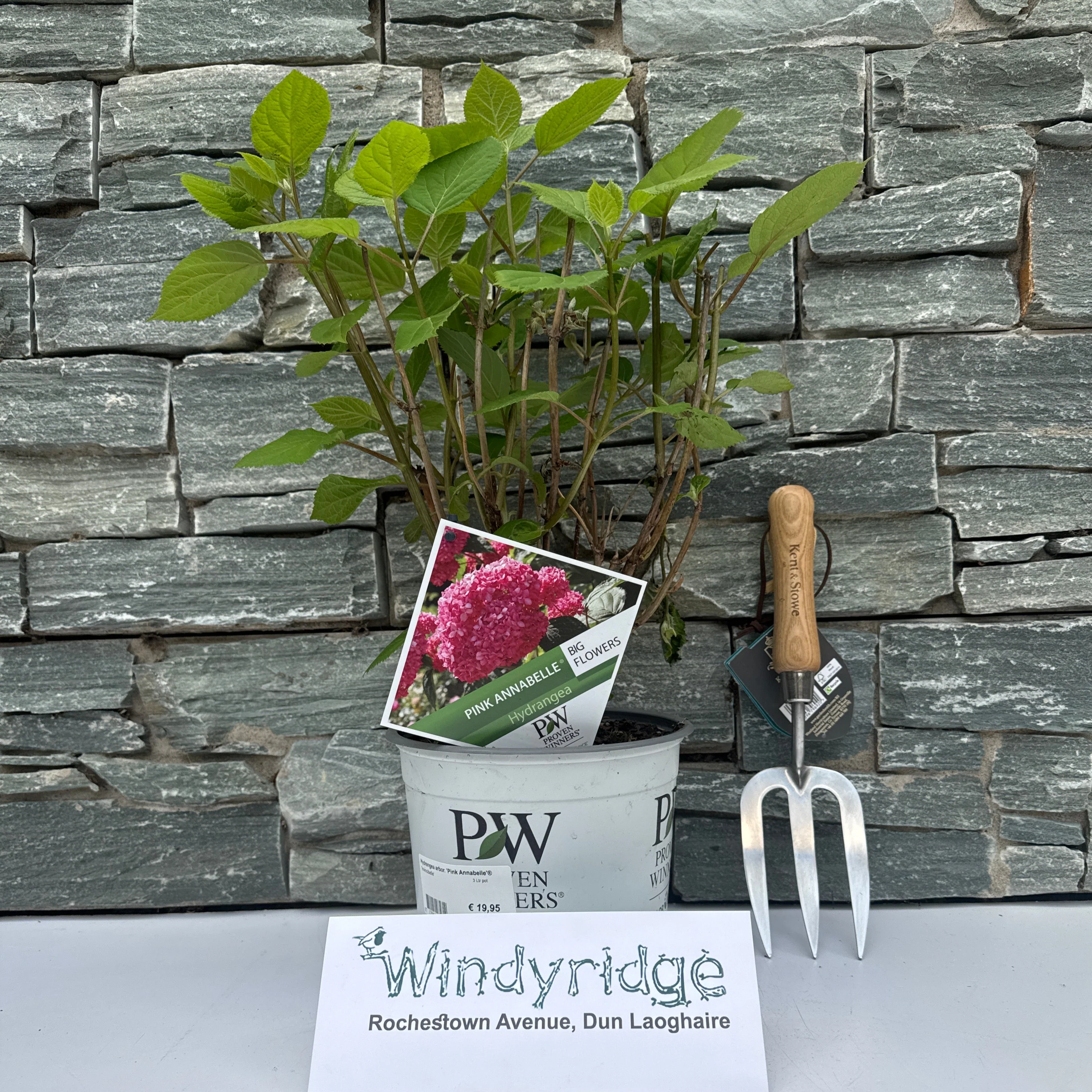 Hydrangea arbor. Pink Annabelle 3 Ltr pot - Image 2