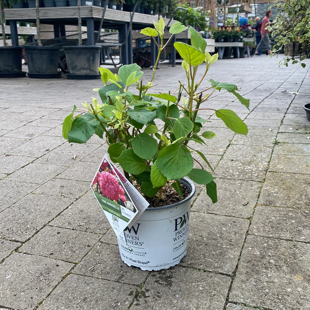 Hydrangea arbor. Pink Annabelle 3 Ltr pot - Image 3