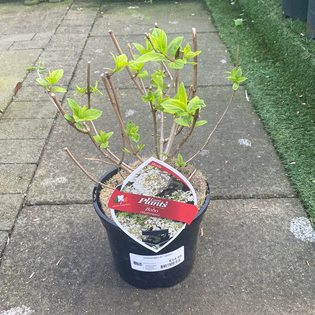 Hydrangea BOBO - Image 3