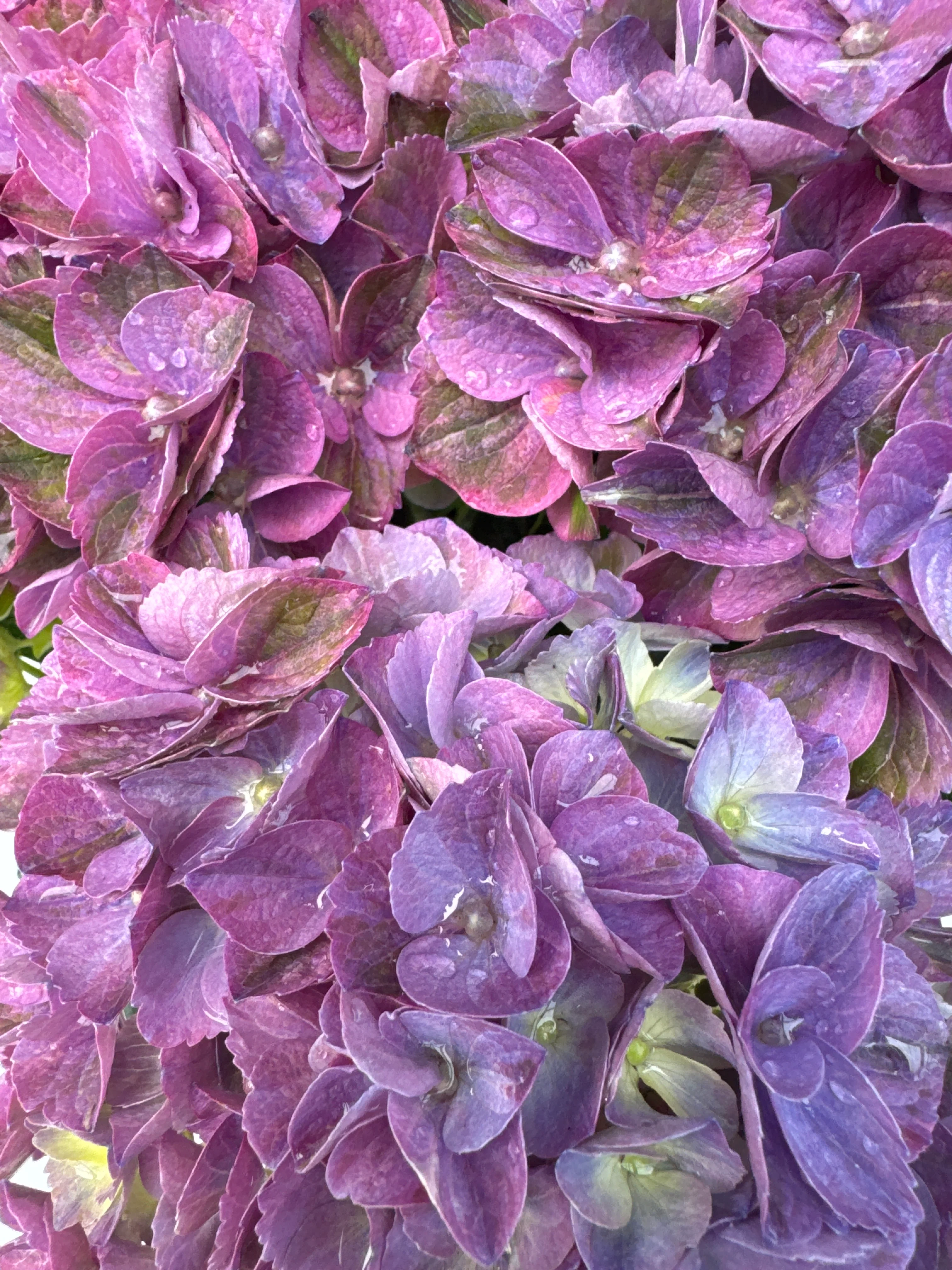 HYDRANGEA M. ANDA BLUE - Image 2