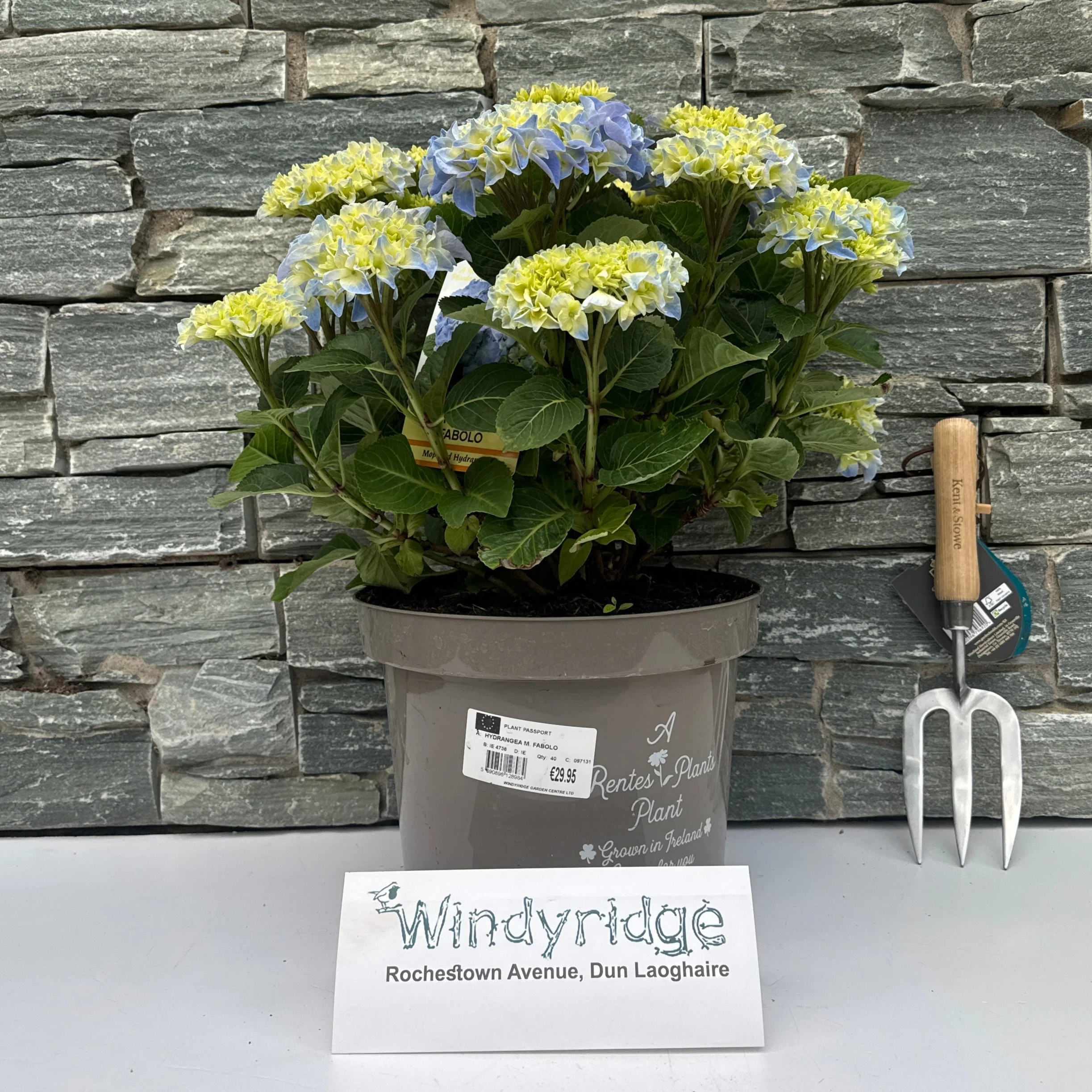 HYDRANGEA M. FABOLO