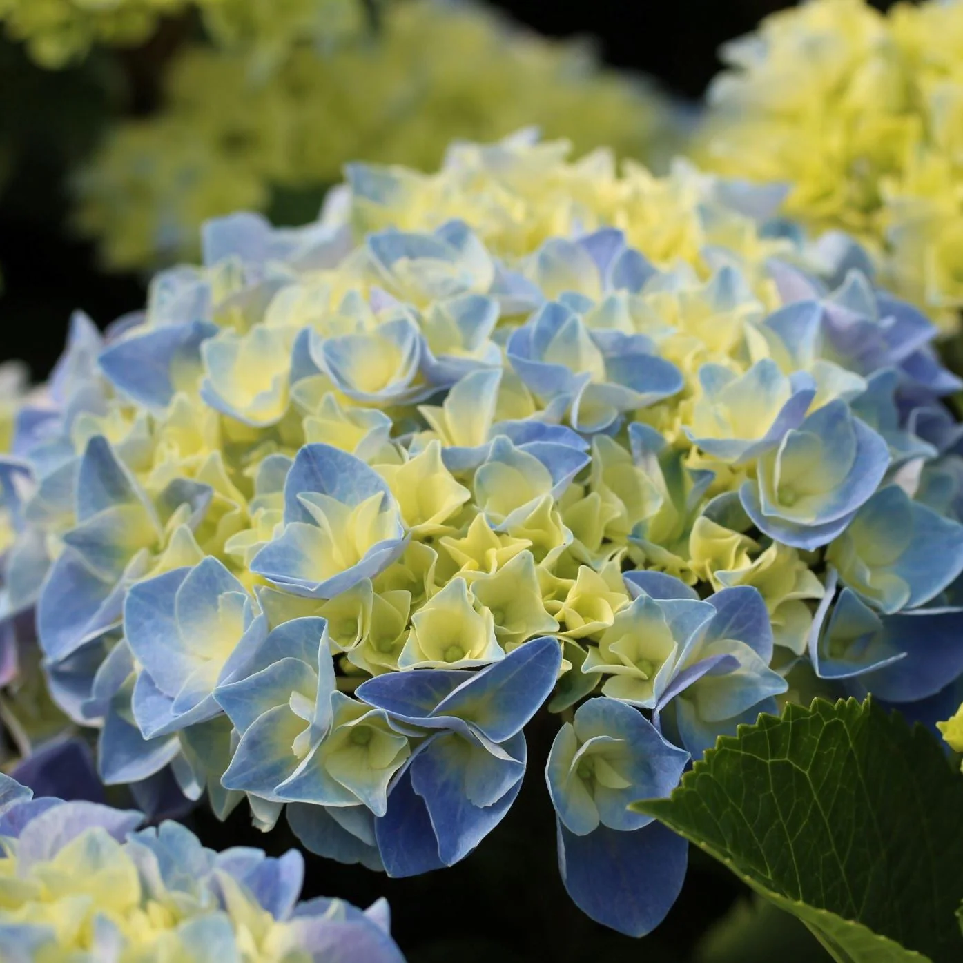HYDRANGEA M. FABOLO - Image 2