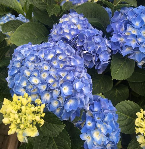 HYDRANGEA M. FABOLO - Image 4