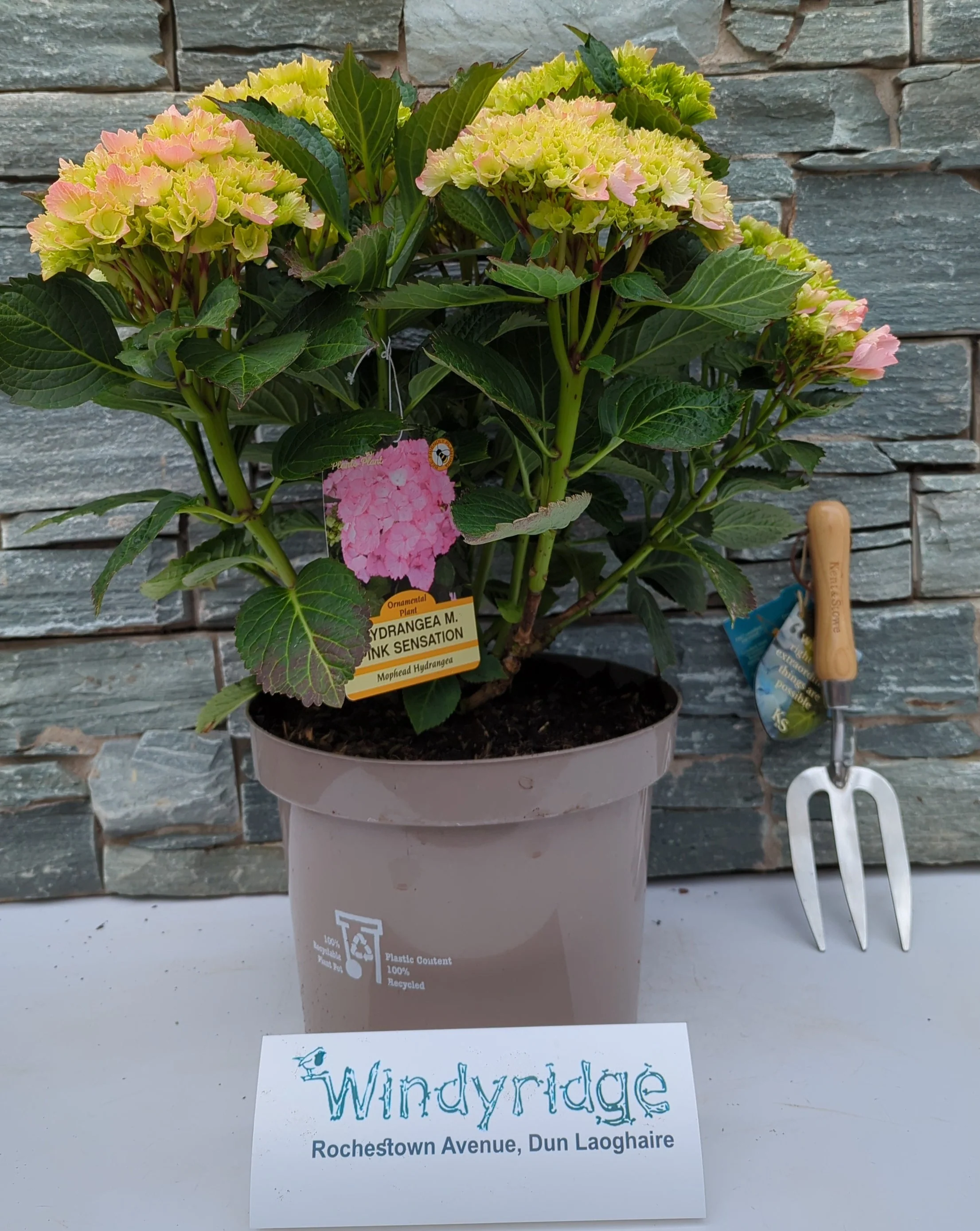 HYDRANGEA M. PINK SENSATION - Image 2