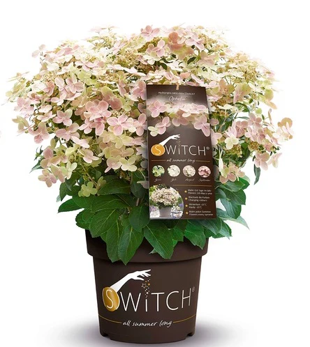HYDRANGEA M. POLESTAR