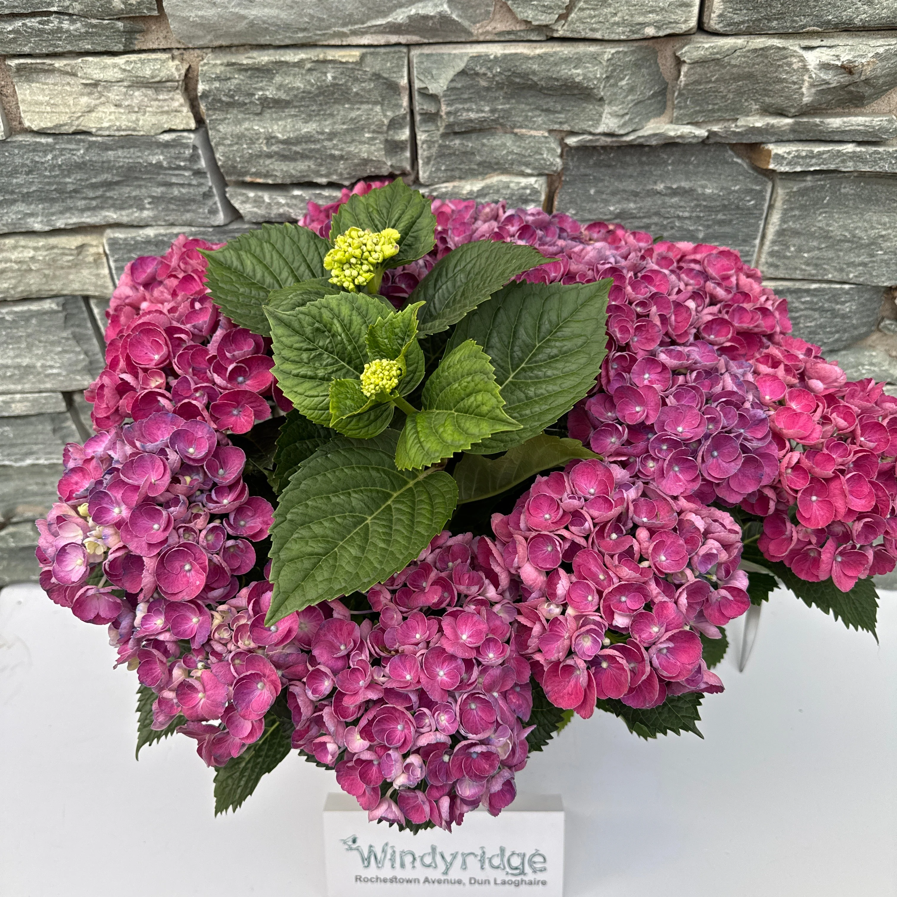 HYDRANGEA M. ROSIE PURPLE - Image 3