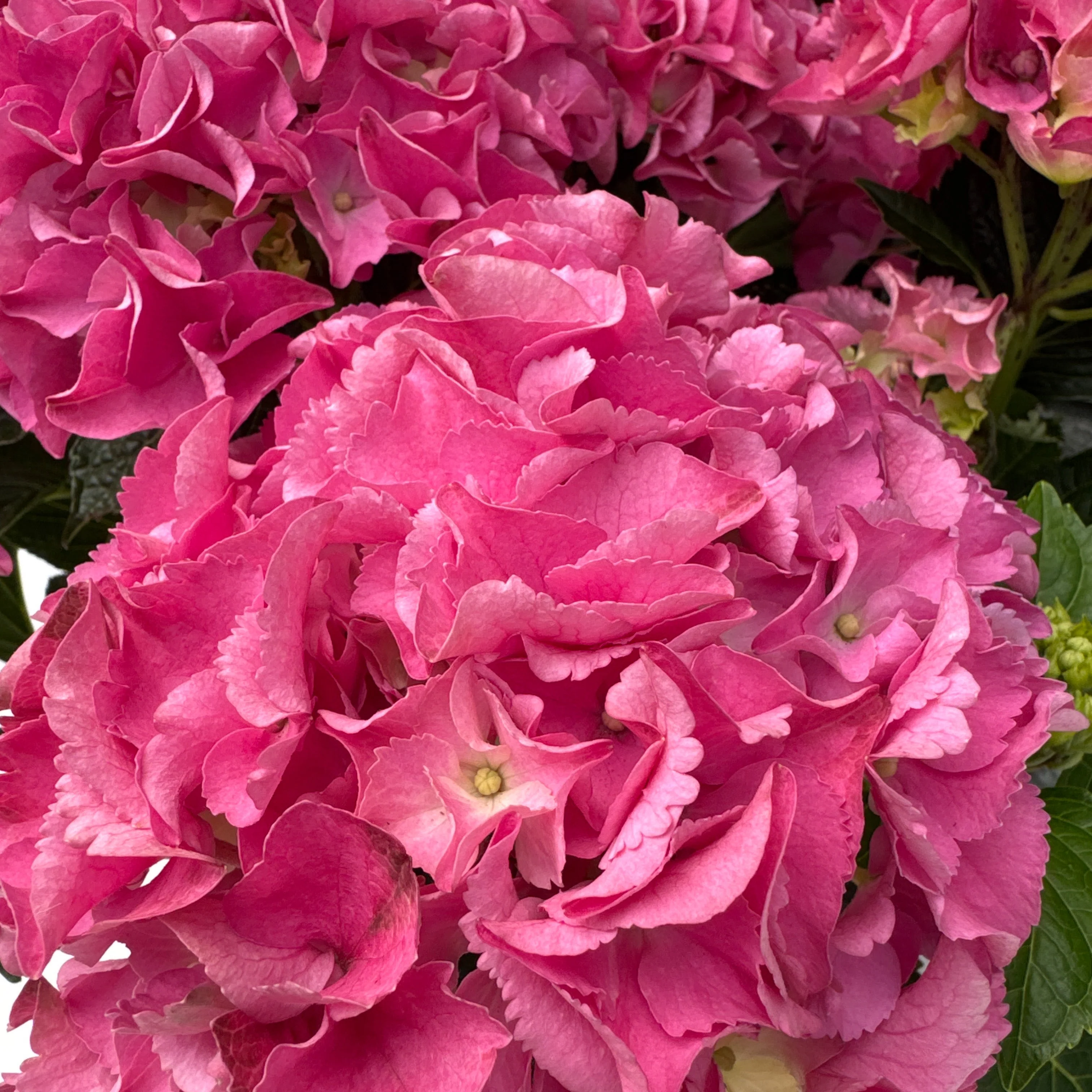 HYDRANGEA M. ROSITA - Image 2