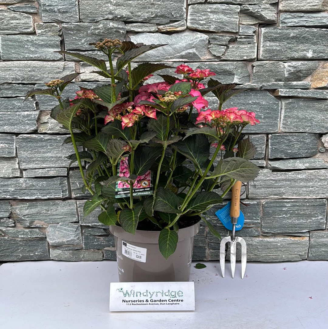 HYDRANGEA M. TIFFANY PINK - Image 3