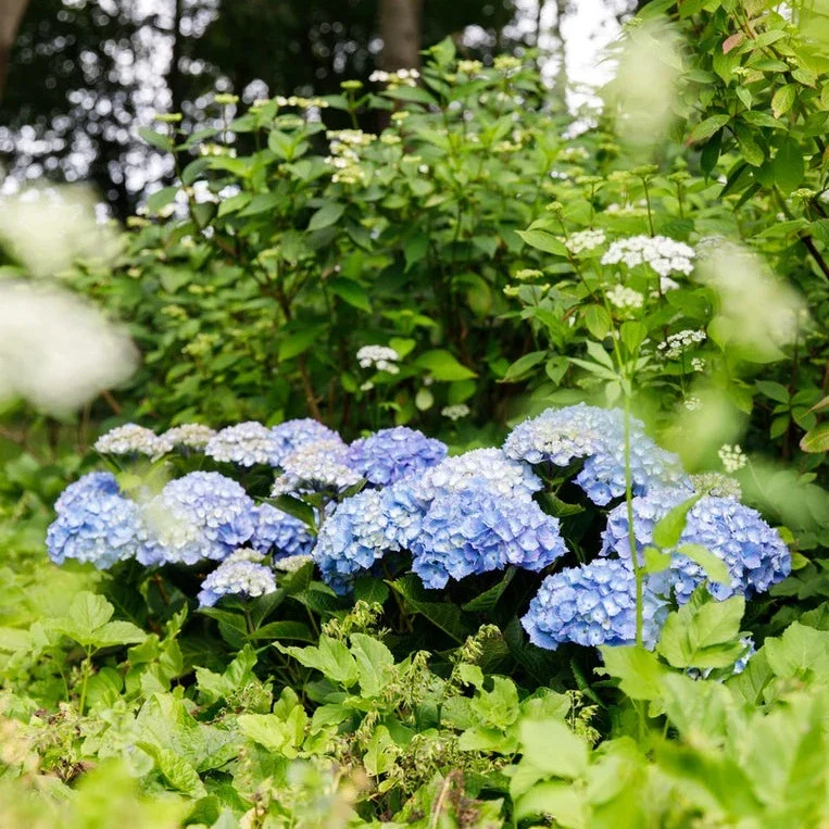 Hydrangea macr. Blue - Image 2