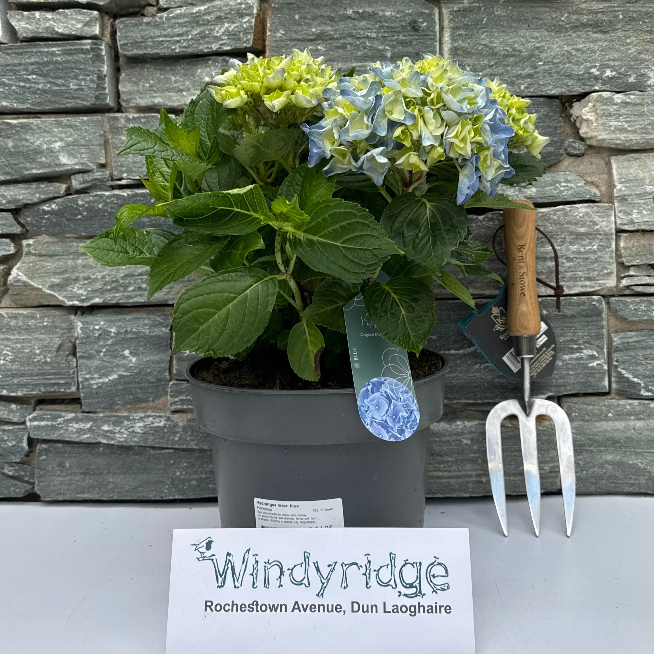 Hydrangea macr. Blue  P23, 7+ flower