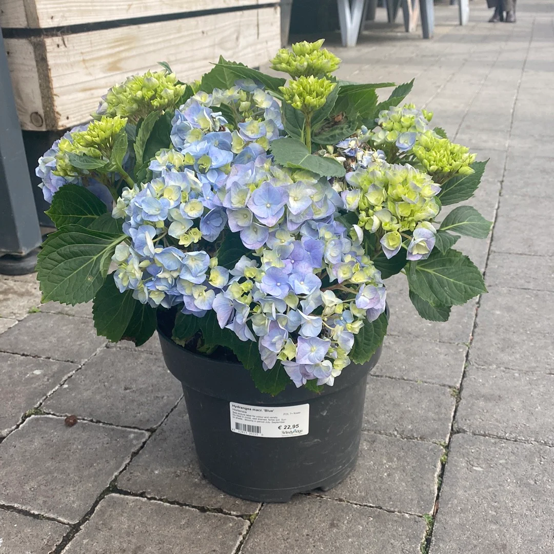 Hydrangea macr. Blue  P23, 7+ flower - Image 3