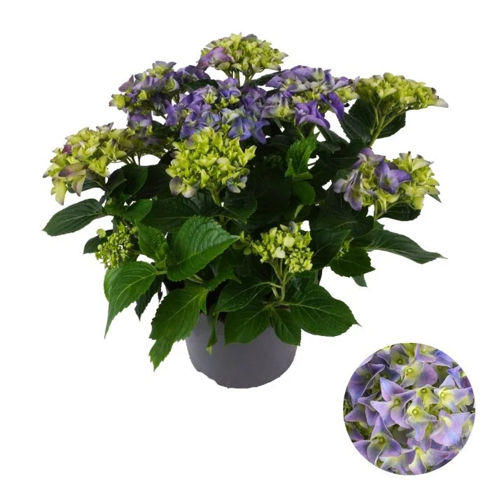 Hydrangea macr. Blue  P23, 7+ flower - Image 4