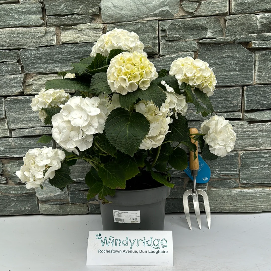 Hydrangea macr. White  P23, 7+ flower - Image 2