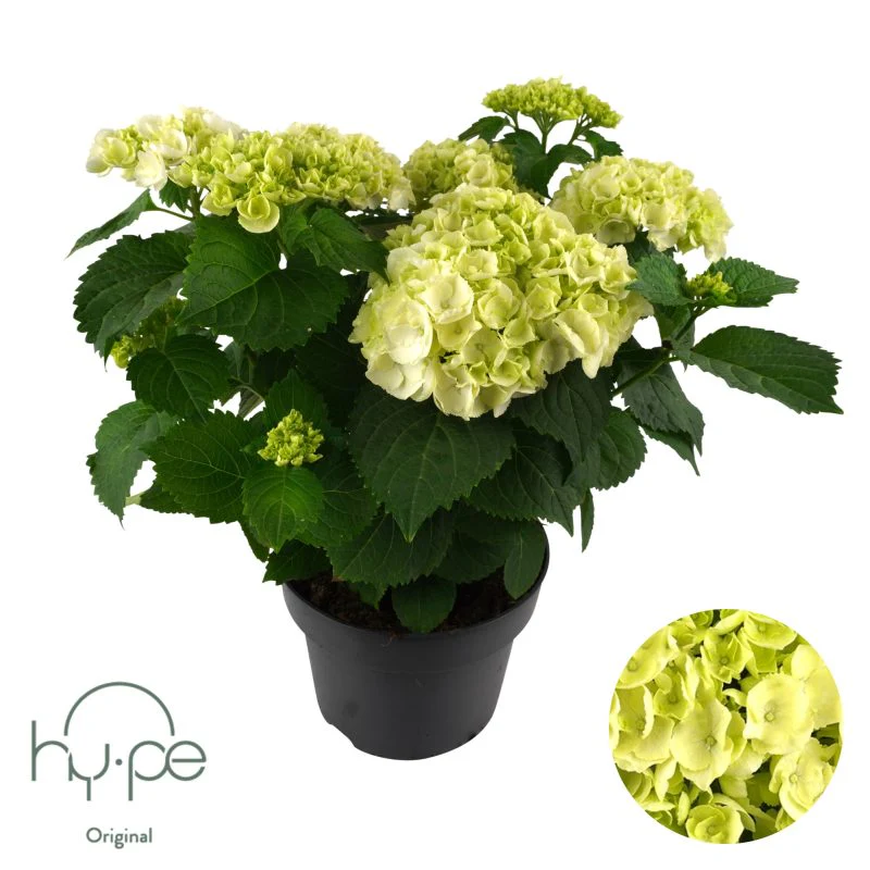 Hydrangea macr. White  P23, 7+ flower - Image 4