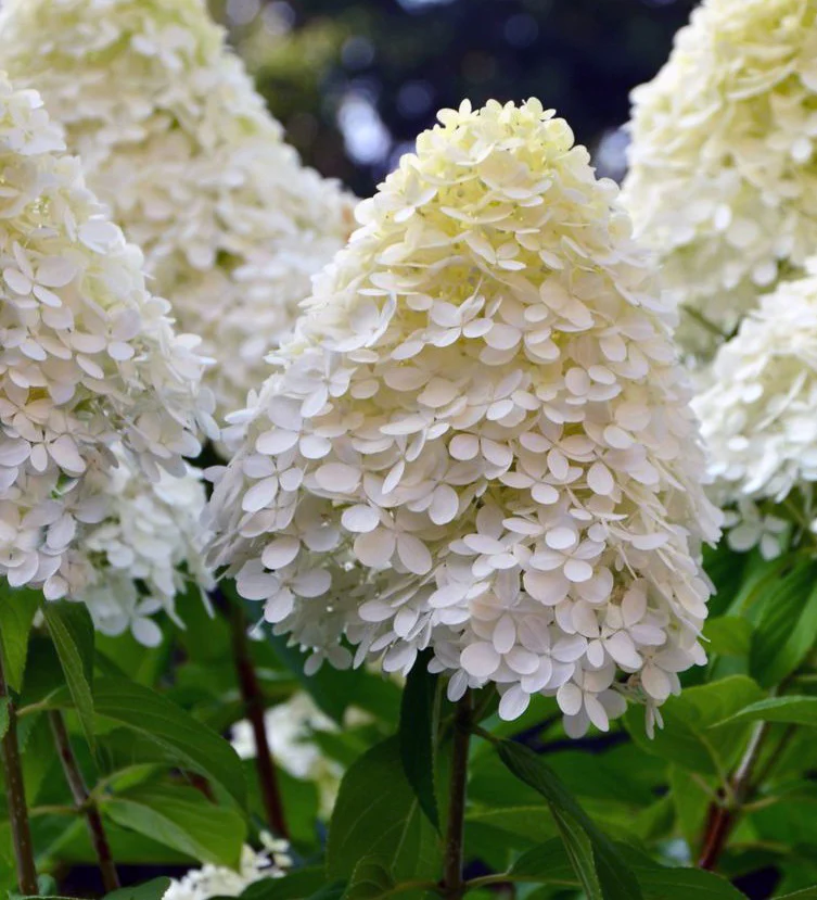 HYDRANGEA pa. Limelight