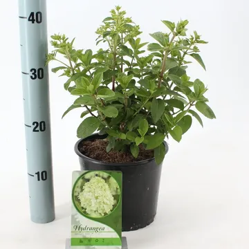 HYDRANGEA pan Bobo - Image 4