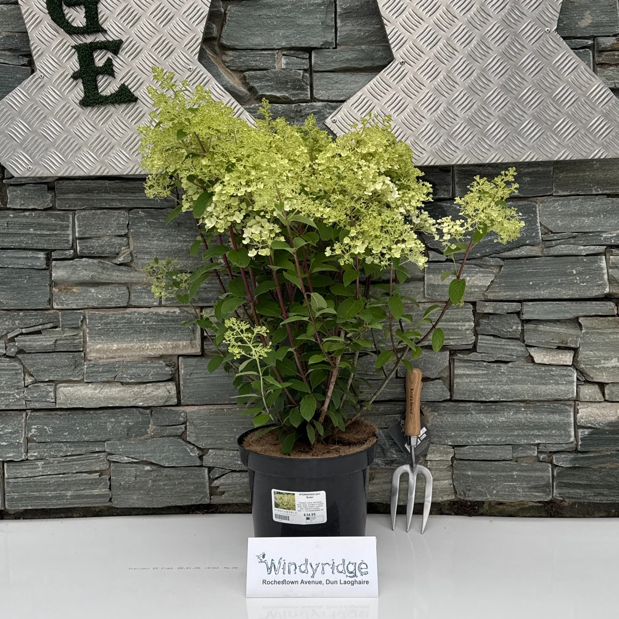 HYDRANGEA pan. Bobo - Image 2