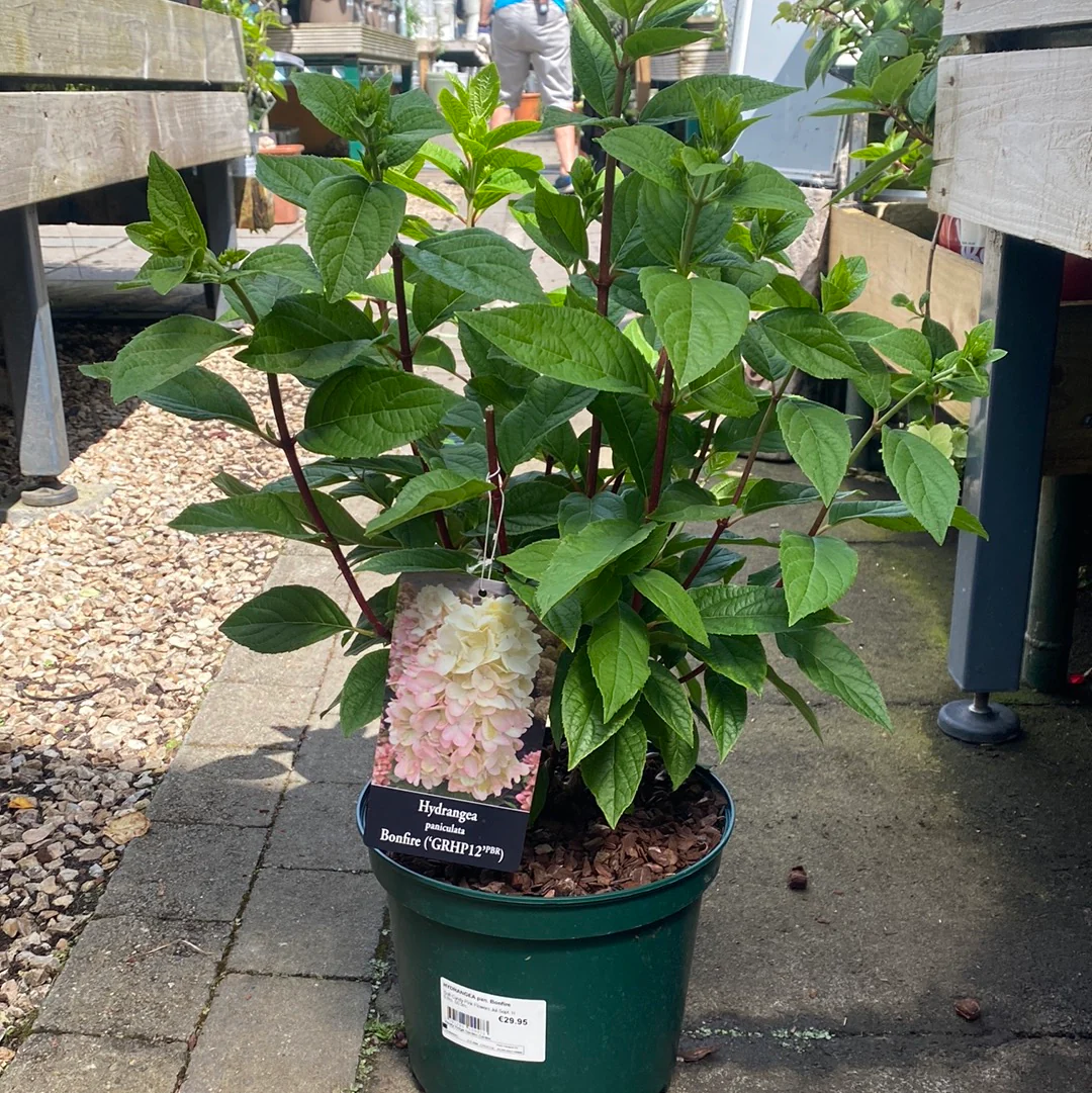 HYDRANGEA pan. Bonfire - Image 2