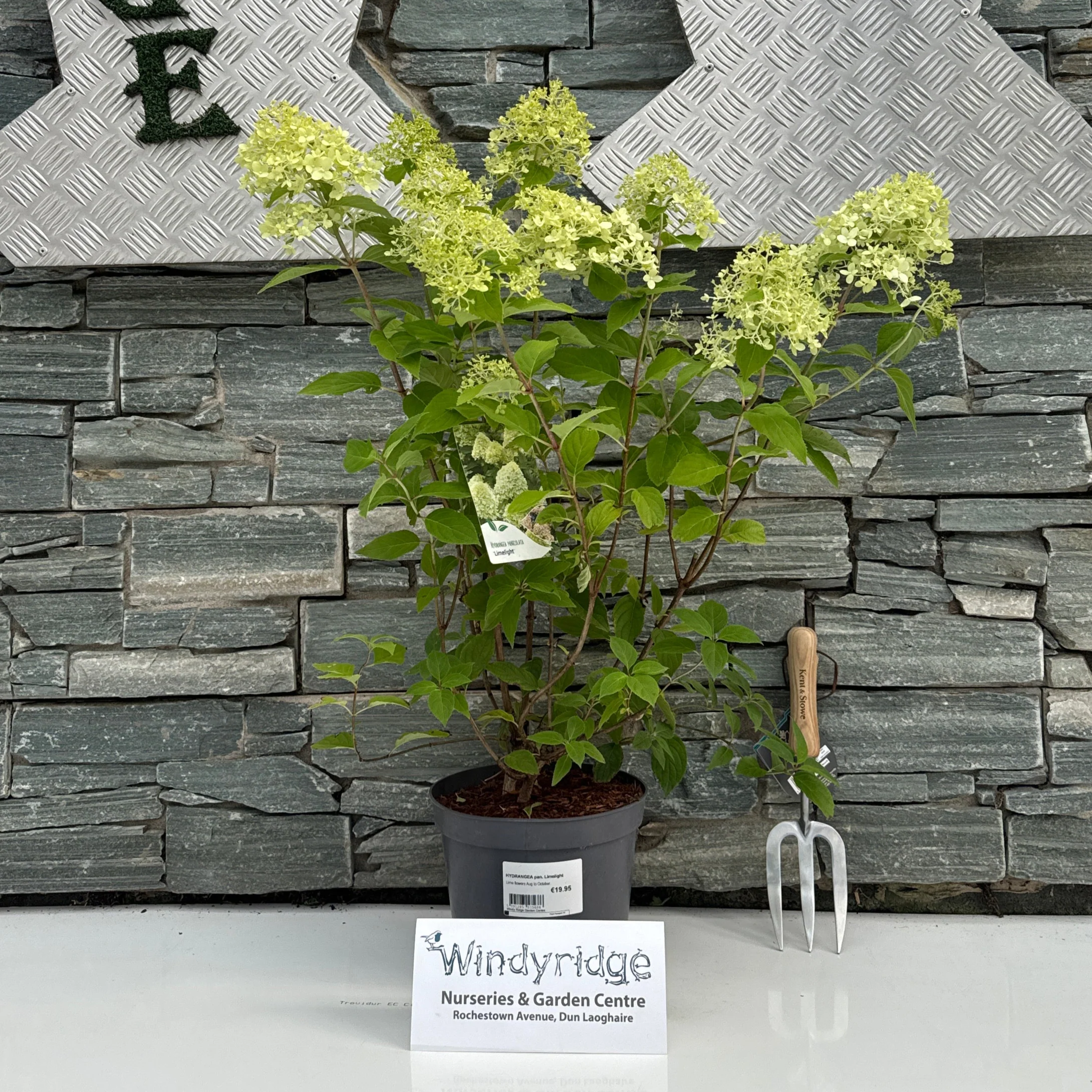 HYDRANGEA pan. Limelight - Image 2