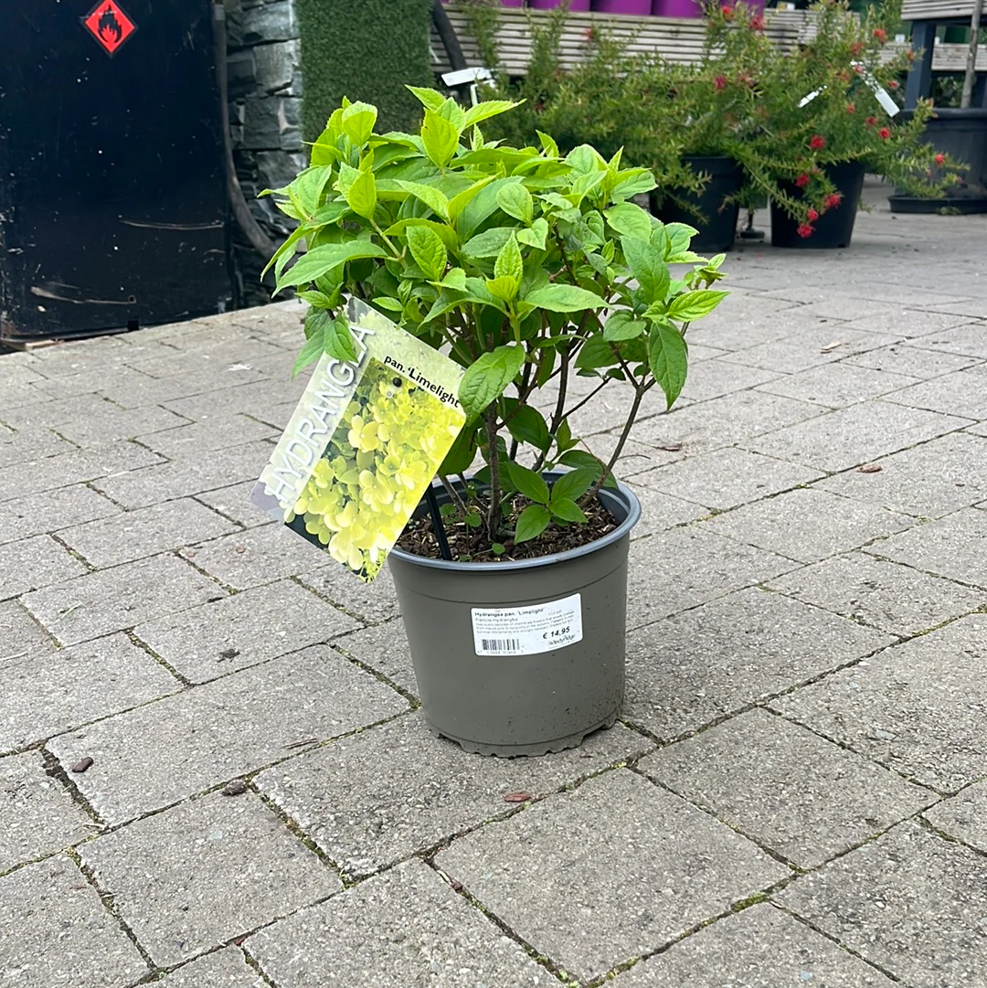 Hydrangea pan. Limelight 3 Ltr pot - Image 3