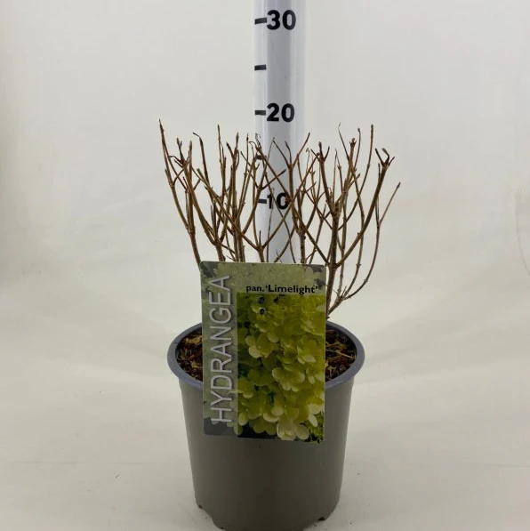Hydrangea pan. Limelight 3 Ltr pot - Image 4