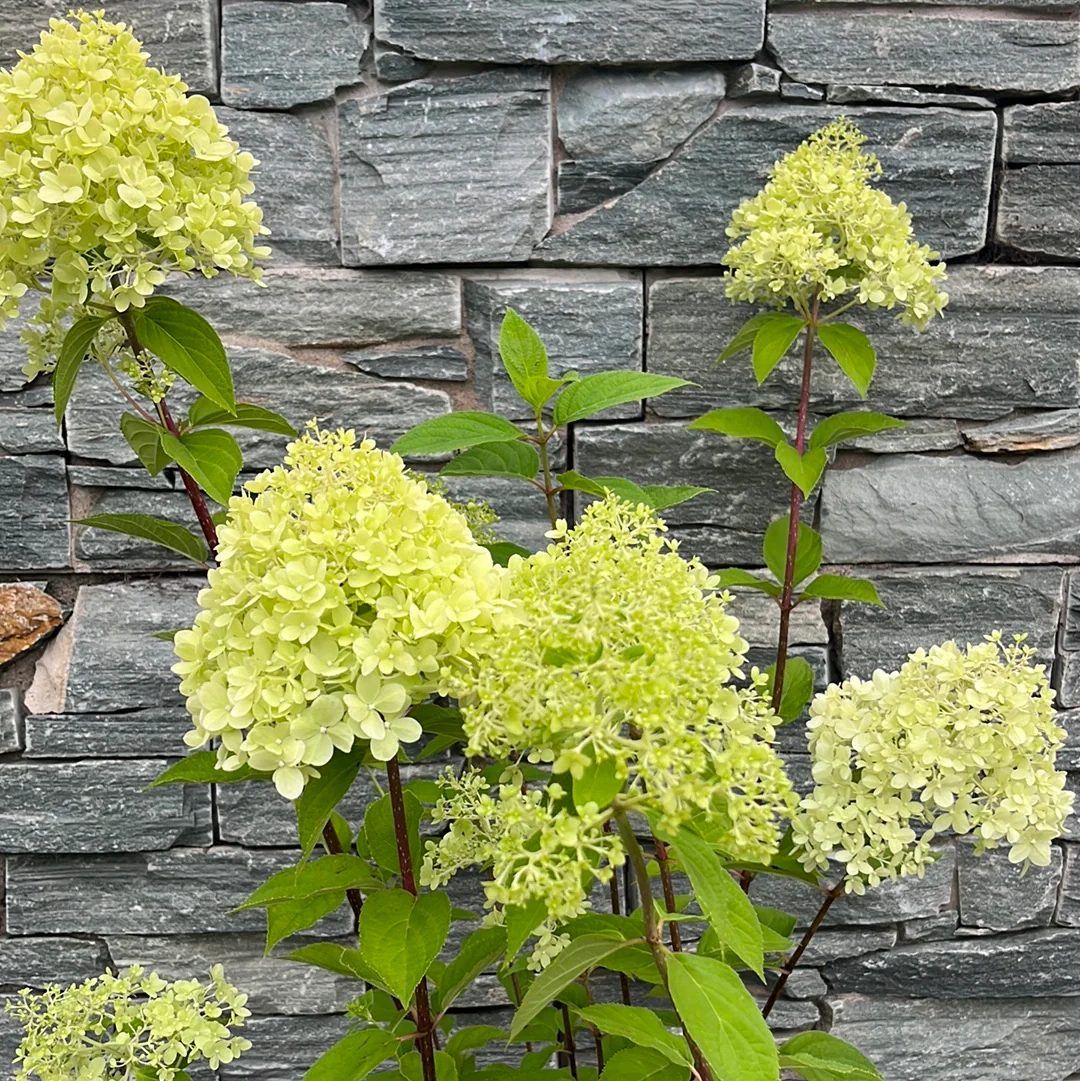 HYDRANGEA pan. Limelight - Image 2