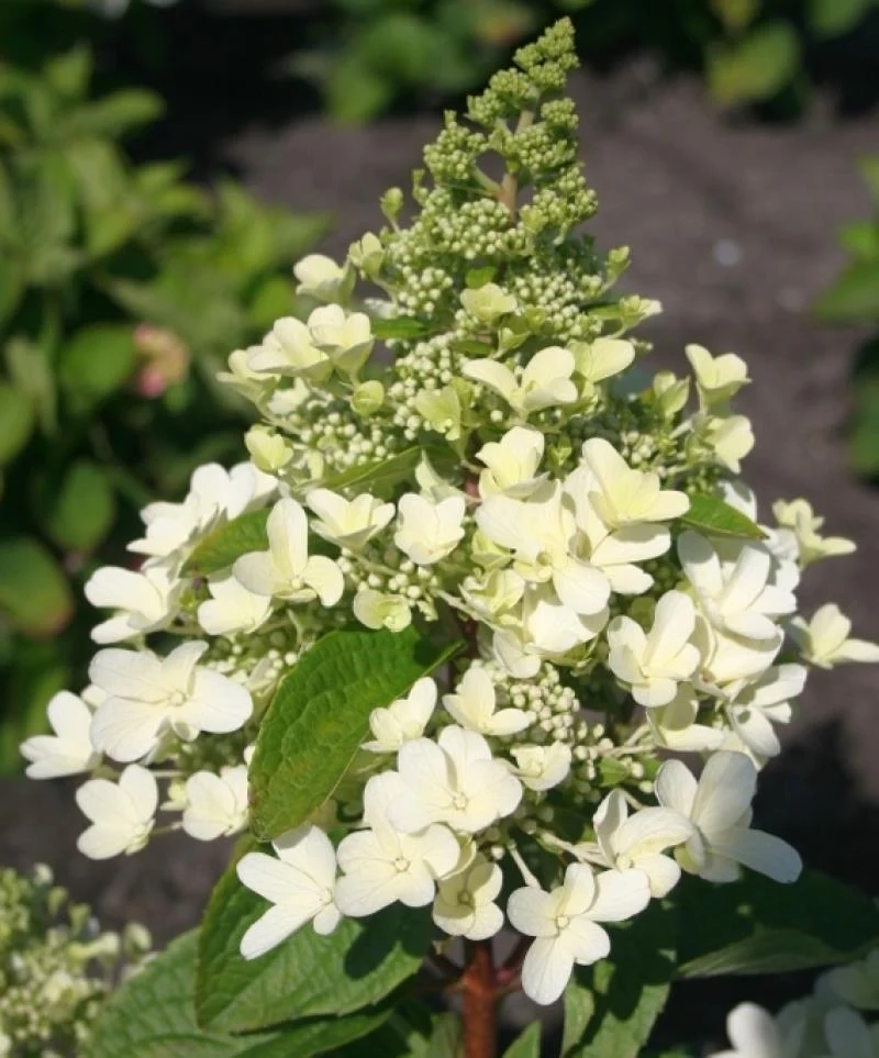 Hydrangea pan. Magical Himalaya