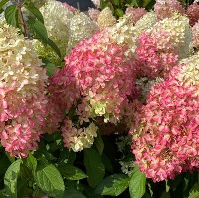 Hydrangea pan. Magical Vesuvio
