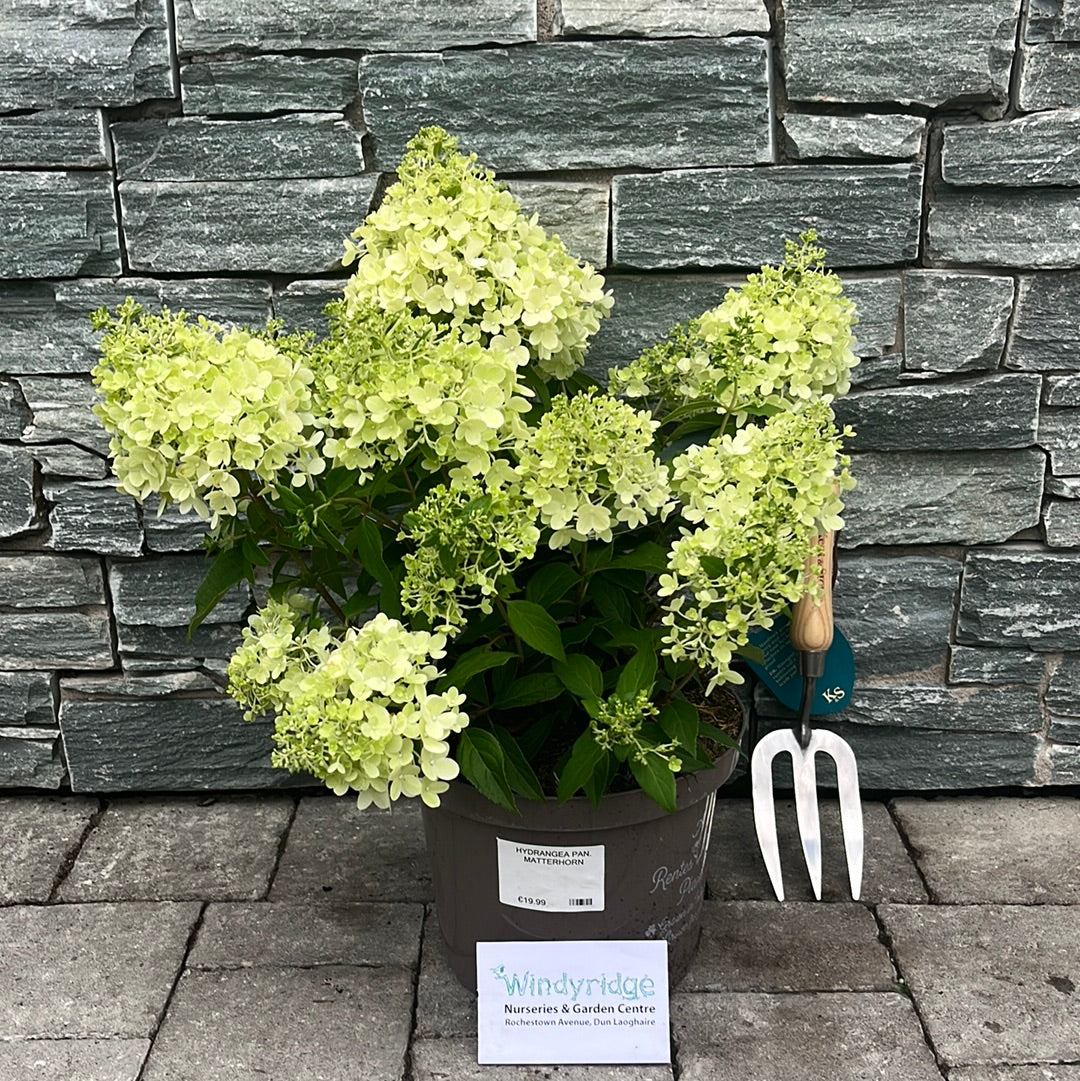 HYDRANGEA PAN. MATTERHORN - Image 2