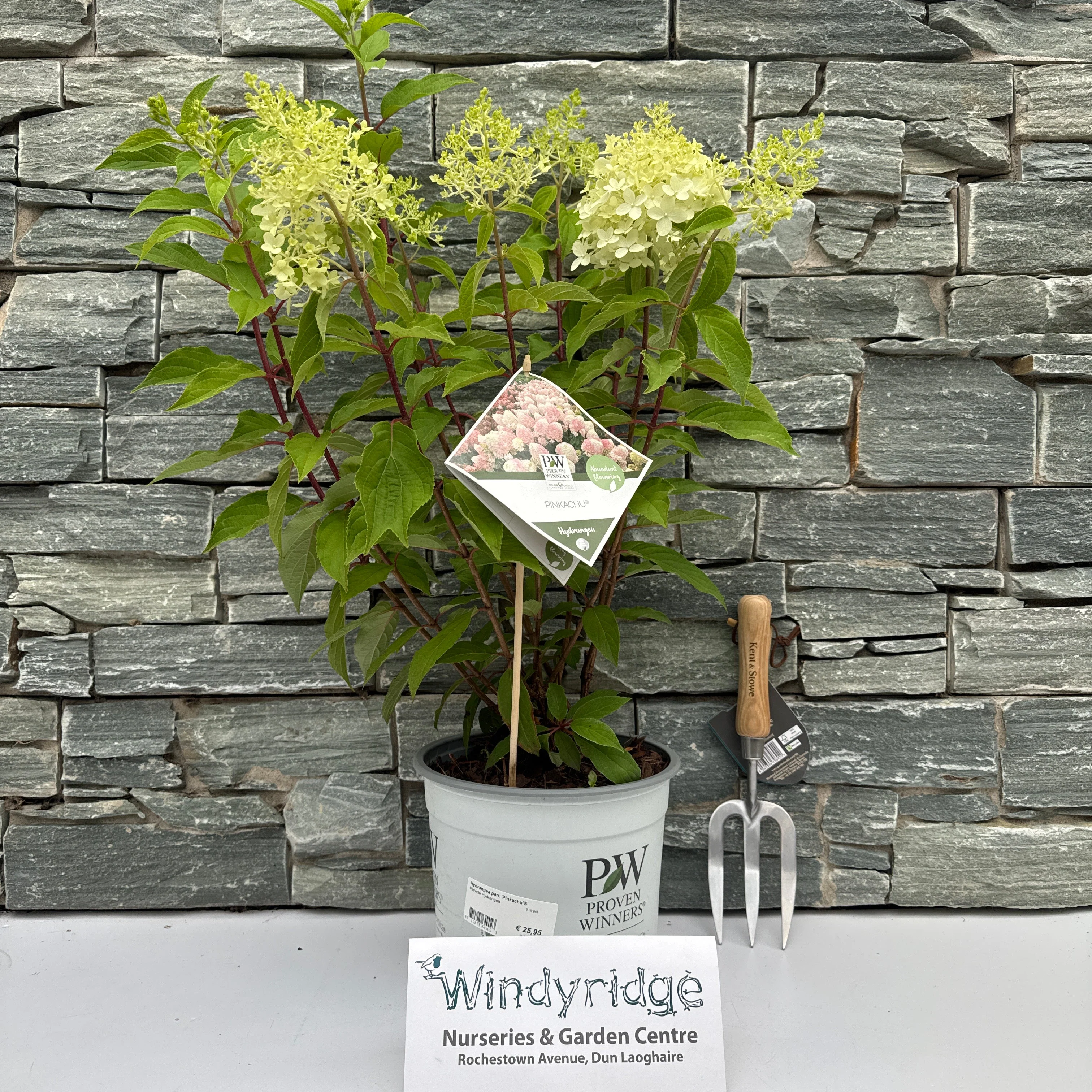 Hydrangea pan. Pinkachu  5 Ltr pot